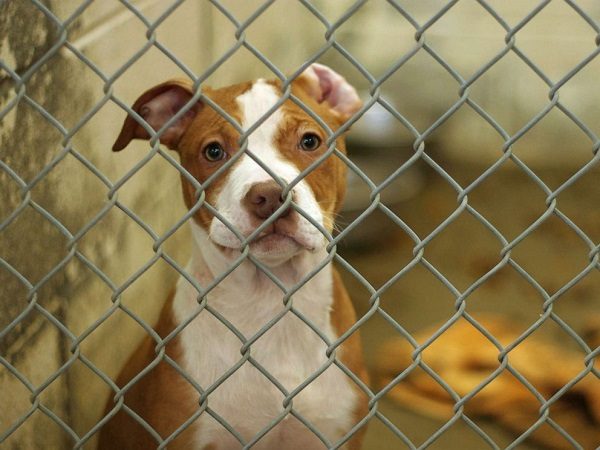 Dog in shelter
