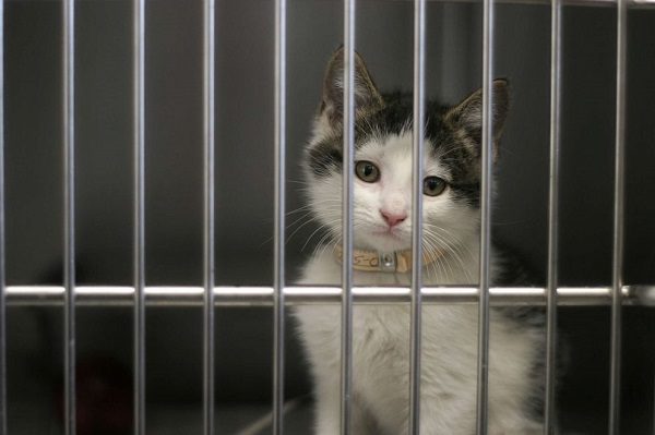Click to enlarge Kitten in animal shelter.