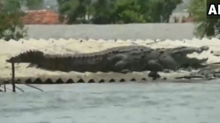 Crocodile rests on roof of Belgaum house