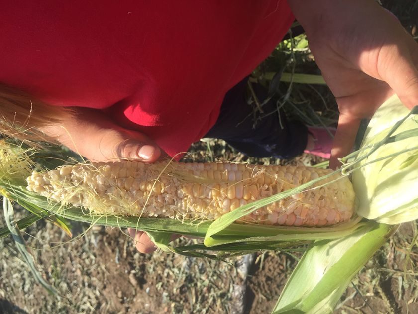 An image of the destroyed corn crop