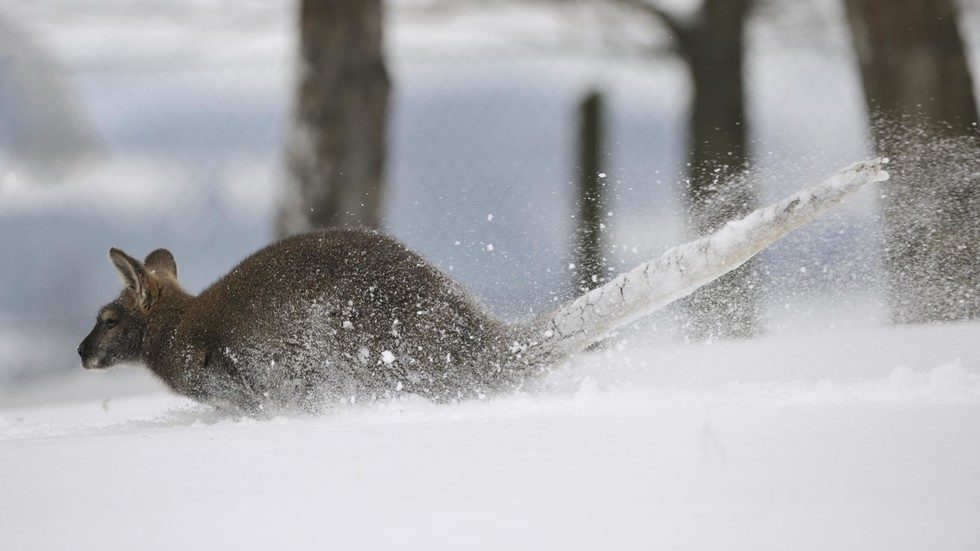 Kangaroo in ice