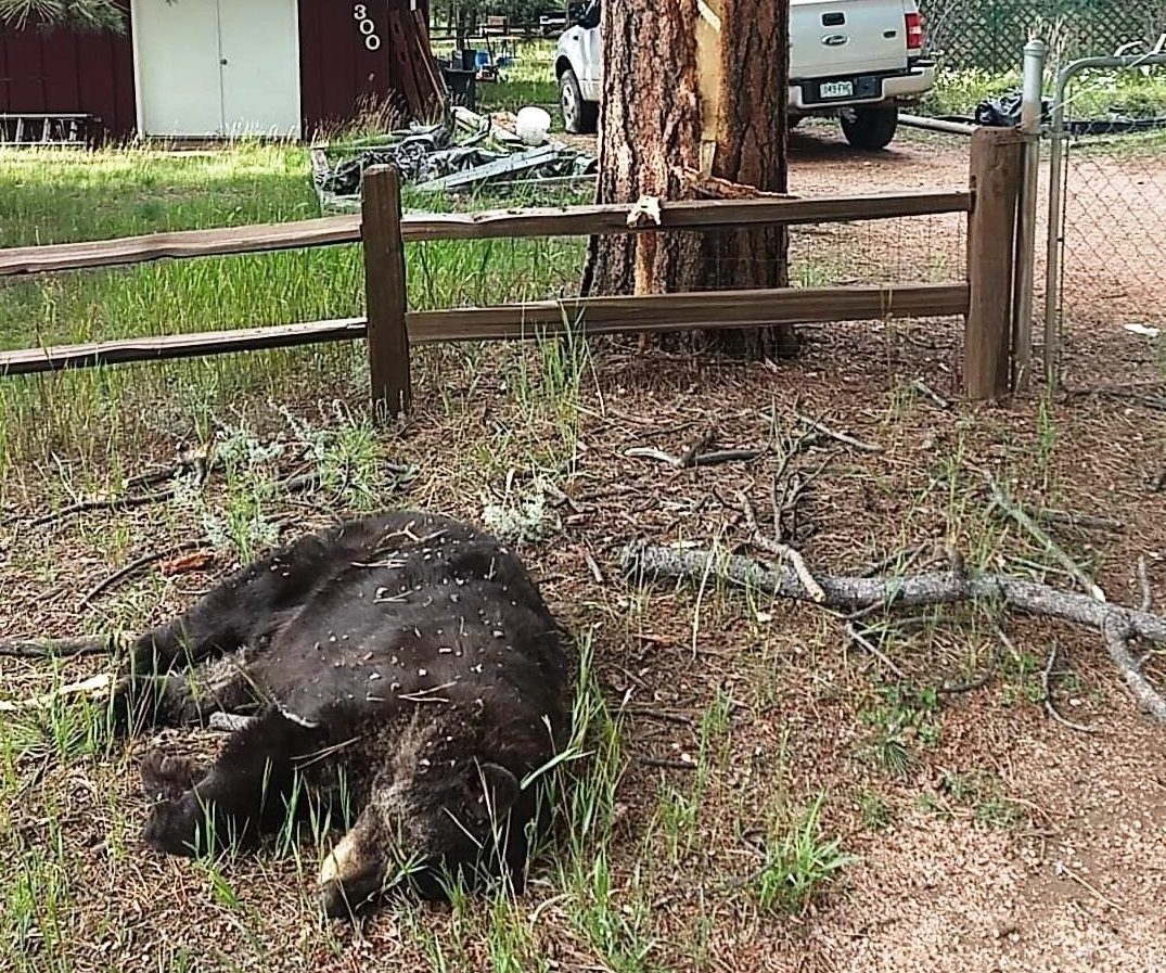 Lightning kills bear in tree