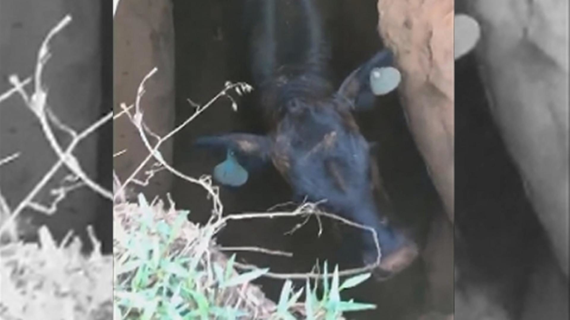 cow sinkhole