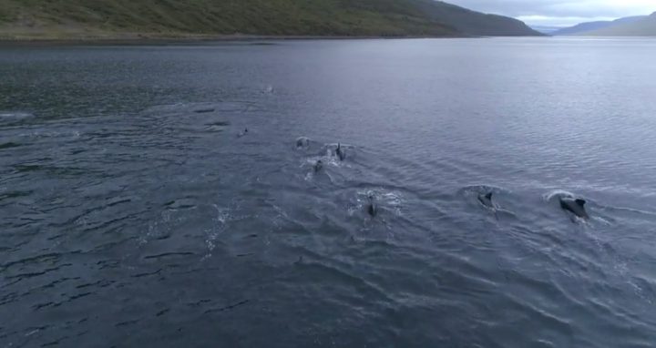 whales
