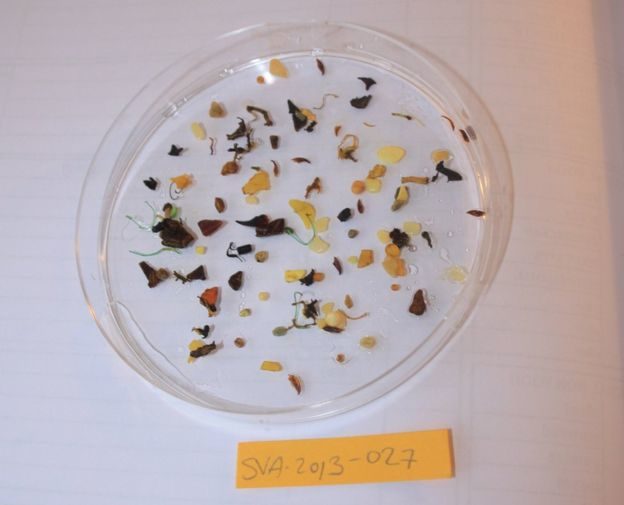 Fragments of plastic are found at high concentrations in Arctic seawater