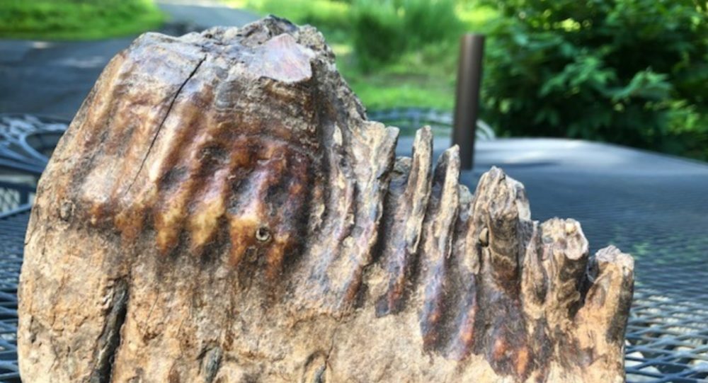 Wooly Mammoth Tooth