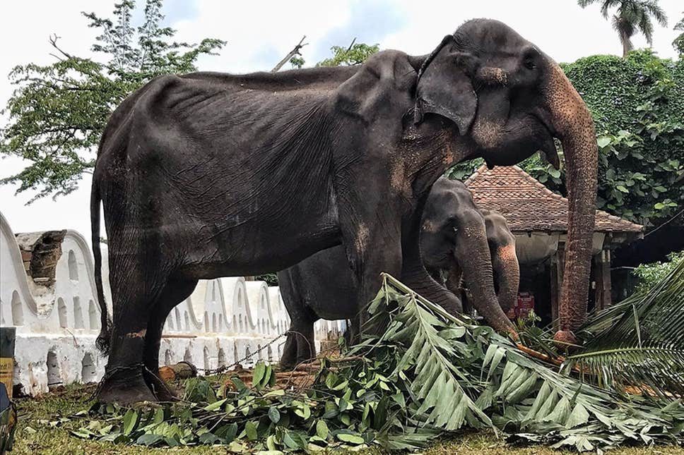 sick elephant sri lanka