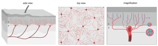 Click to enlarge glio-neural