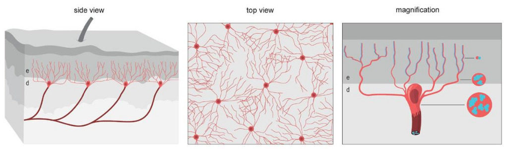 Click to enlarge glio-neural