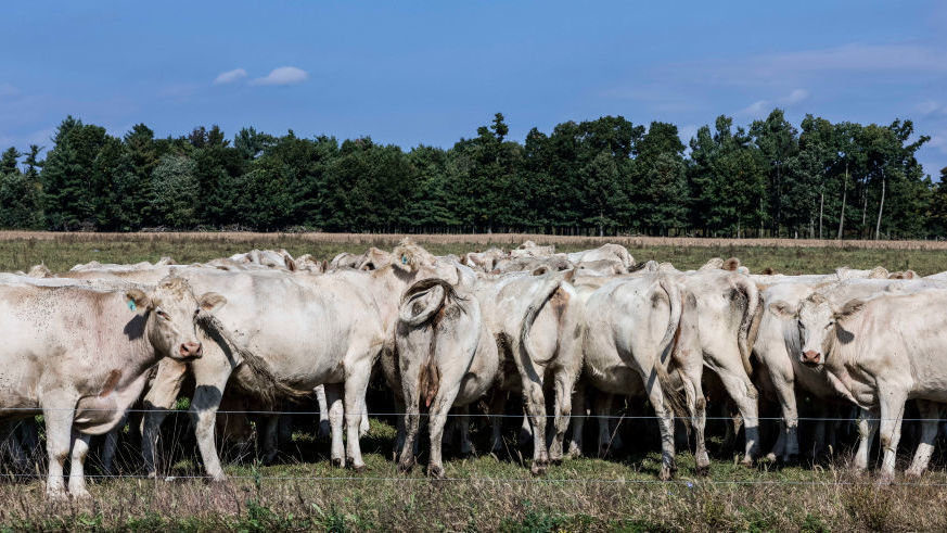 Click to enlarge cows grazing