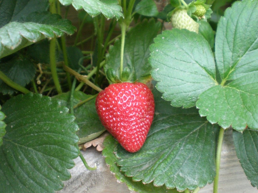 strawberry
