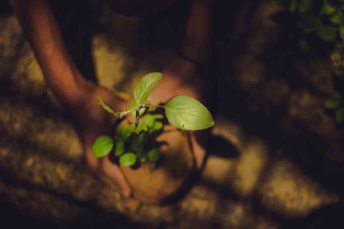baby tree