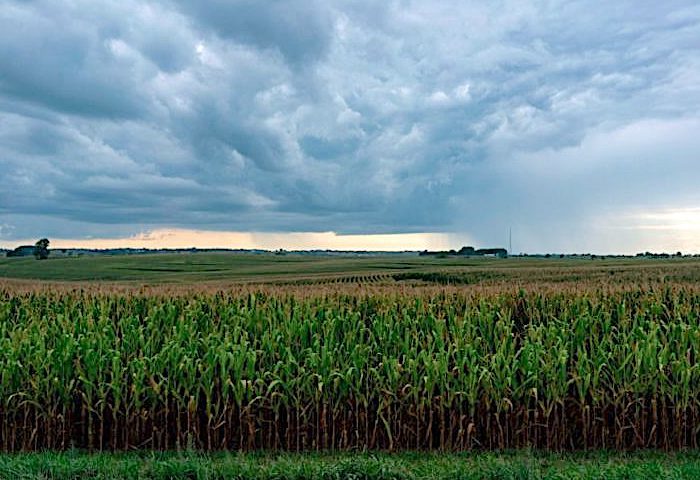 Field of corn