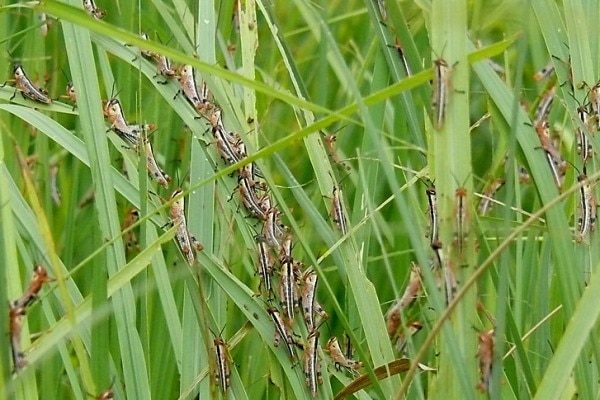 Locusts