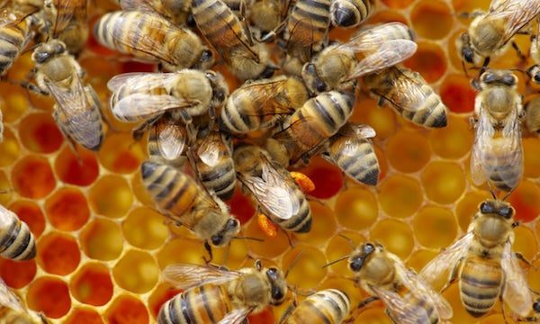 bees