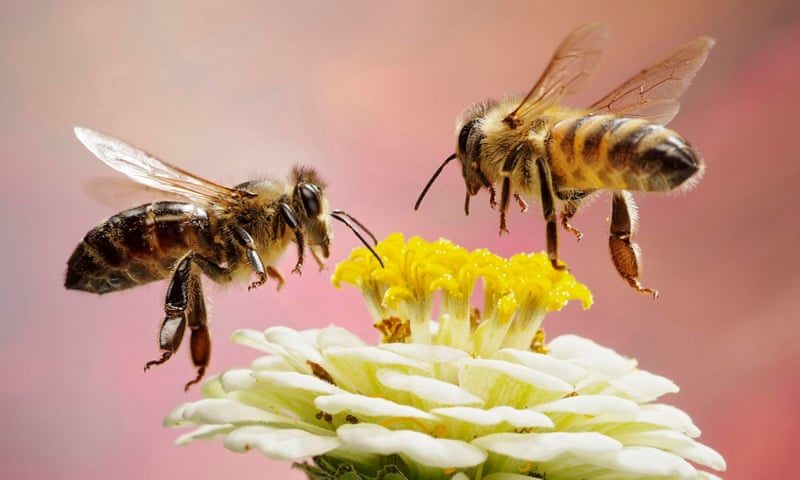 Click to enlarge bees