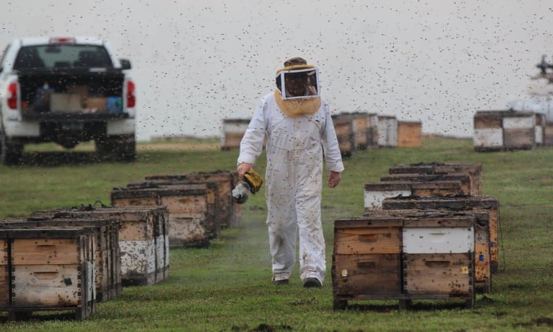 Click to enlarge beekeeper
