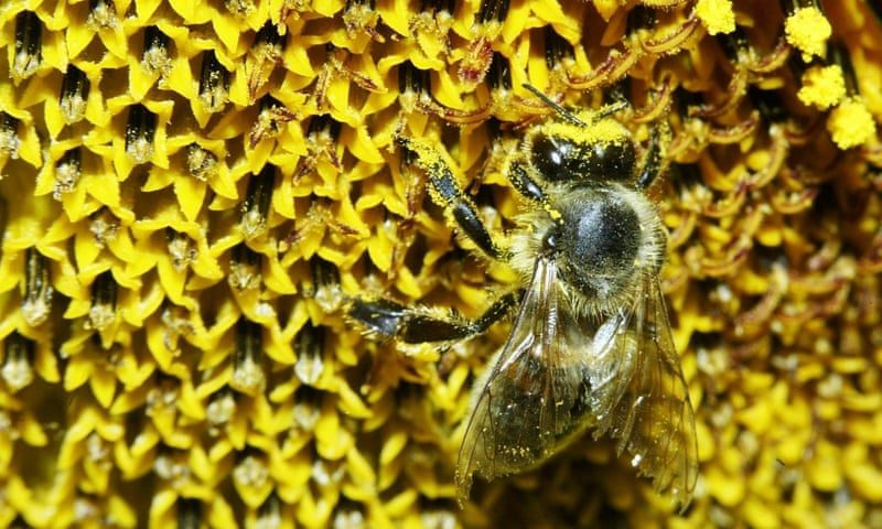 Click to enlarge bee pollen