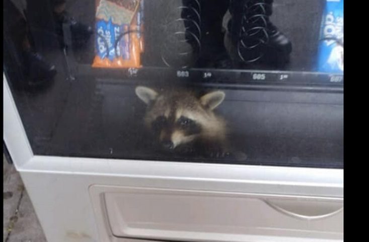 raccoon vending machine