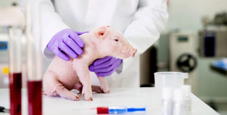 piglet doctor