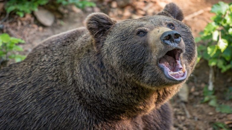 bear