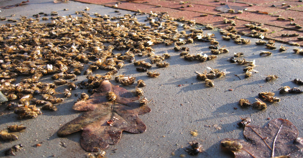 Click to enlarge dead honey bees