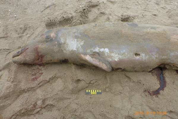 Rare Hubbs' beaked whale found washed ashore