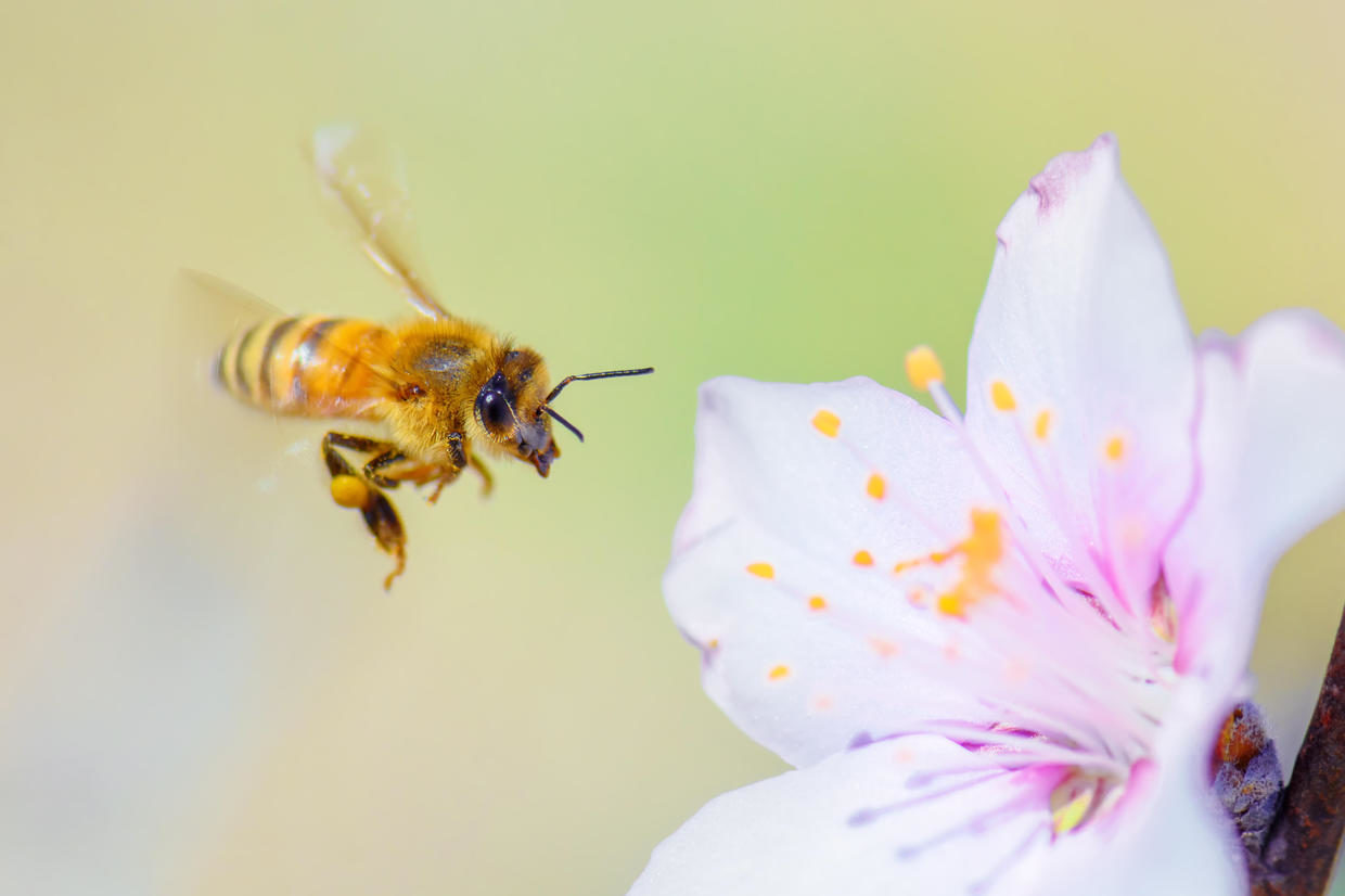 Honey bees are responsible for pollinating a large percentage of the world's plants, many of which are consumed by humans.