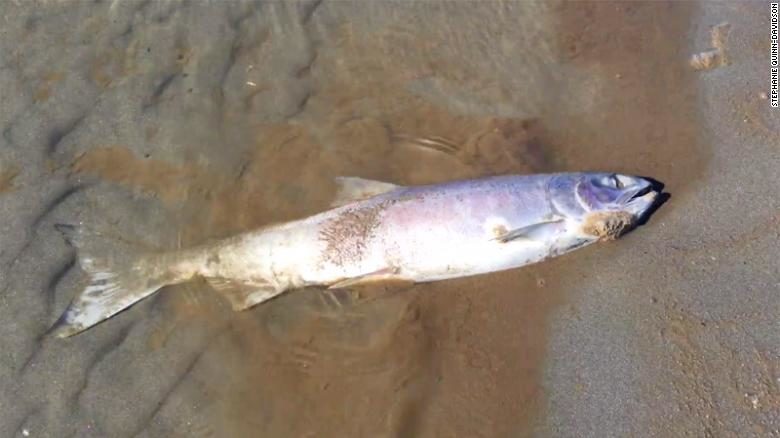 salmon