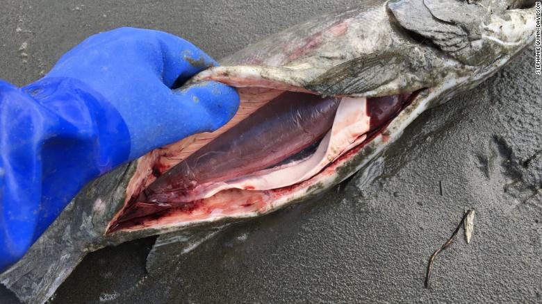 salmon