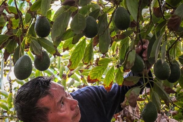 Avocado farmer