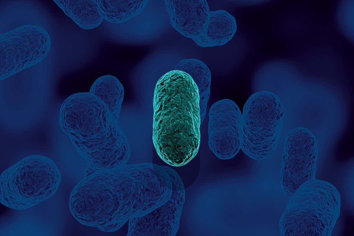 Porphyromonas gingivalis microbe