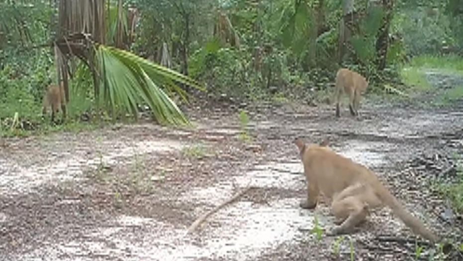 Florida panthers disorder