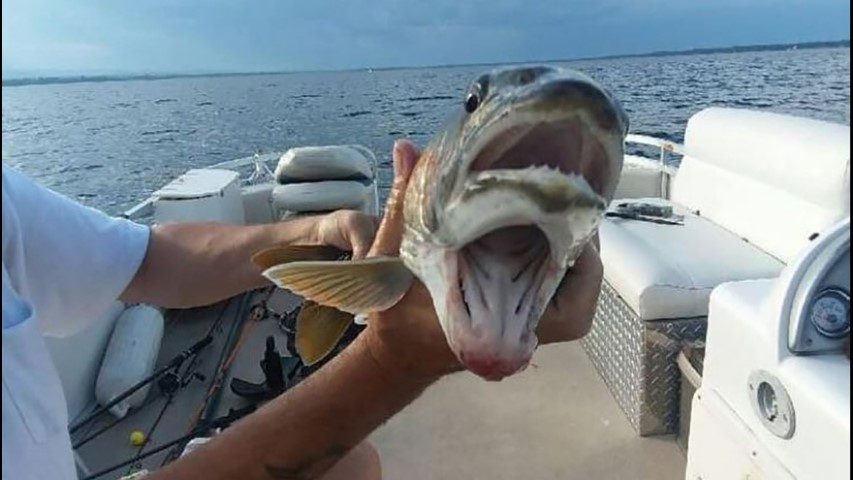 two mouth fish