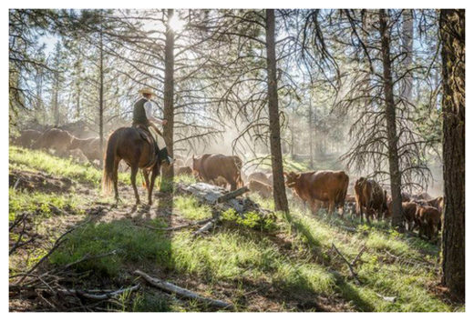 Silvies Valley Ranch