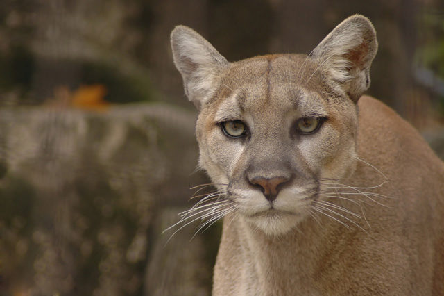 mountain lion