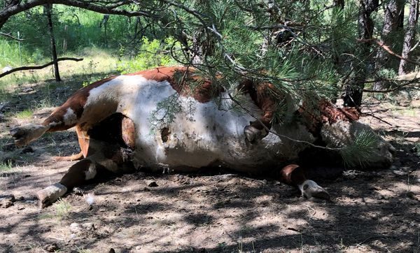 Dead Bull