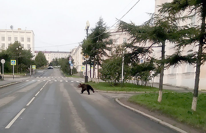 Brown bears seen running across streets and in city centres of Magadan and Petropavlovsk-Kamchatsky