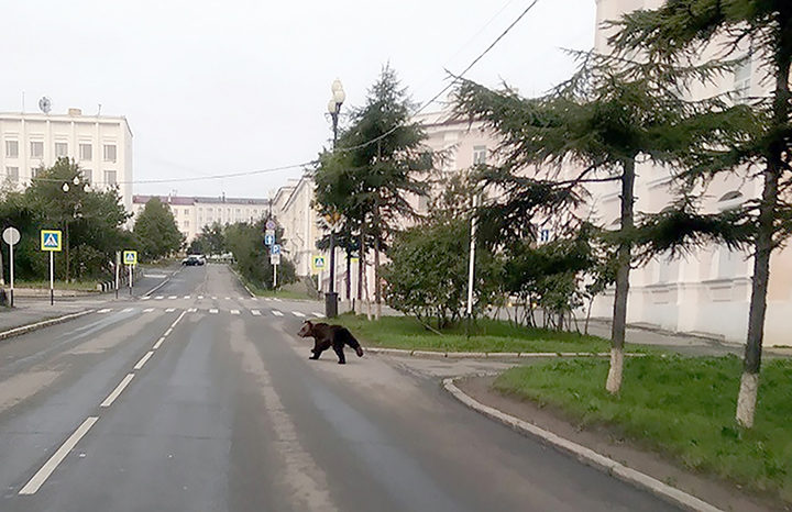 Click to enlarge Brown bears seen running across streets and in city centres of Magadan and Petropavlovsk-Kamchatsky