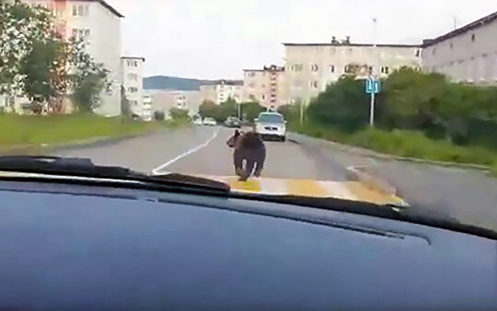 Click to enlarge bear