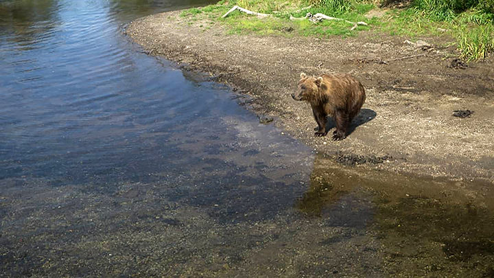 Hungry brown bears are pictured waiting for salmon to arrive at yet empty rivers of the Kamchatka peninsula. Pictures: Liana Varavskaya