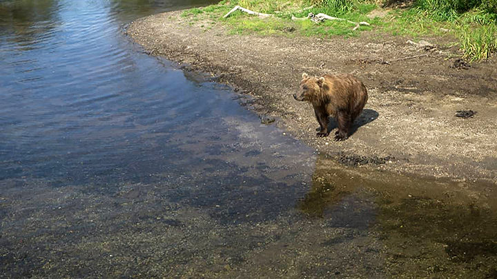 Click to enlarge Hungry brown bears are pictured waiting for salmon to arrive at yet empty rivers of the Kamchatka peninsula. Pictures: Liana Varavskaya