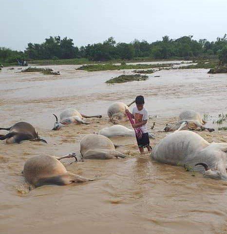 Click to enlarge Several cows drowned due to flashflood in Barangn,