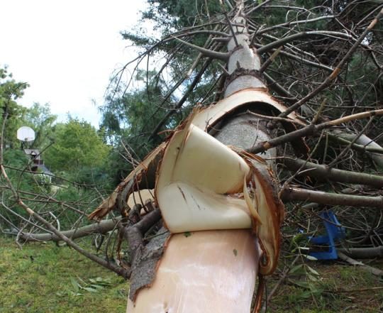 Click to enlarge Bark peeled back from a tree