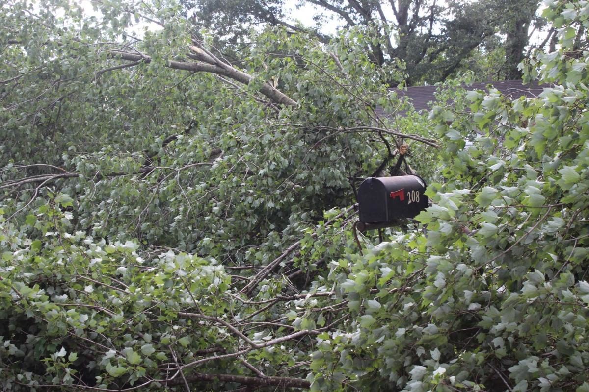 Click to enlarge Fallen trees