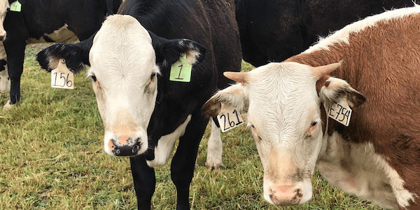 cattle