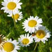Click to enlarge chamomile