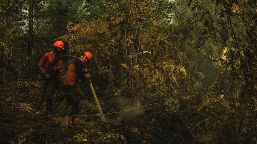 Click to enlarge The forest fire brigade tries to extinguish a burning peatland fire in Riau province
