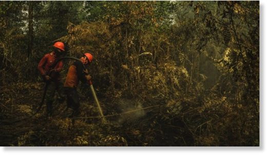The forest fire brigade tries to extinguish a burning peatland fire in Riau province