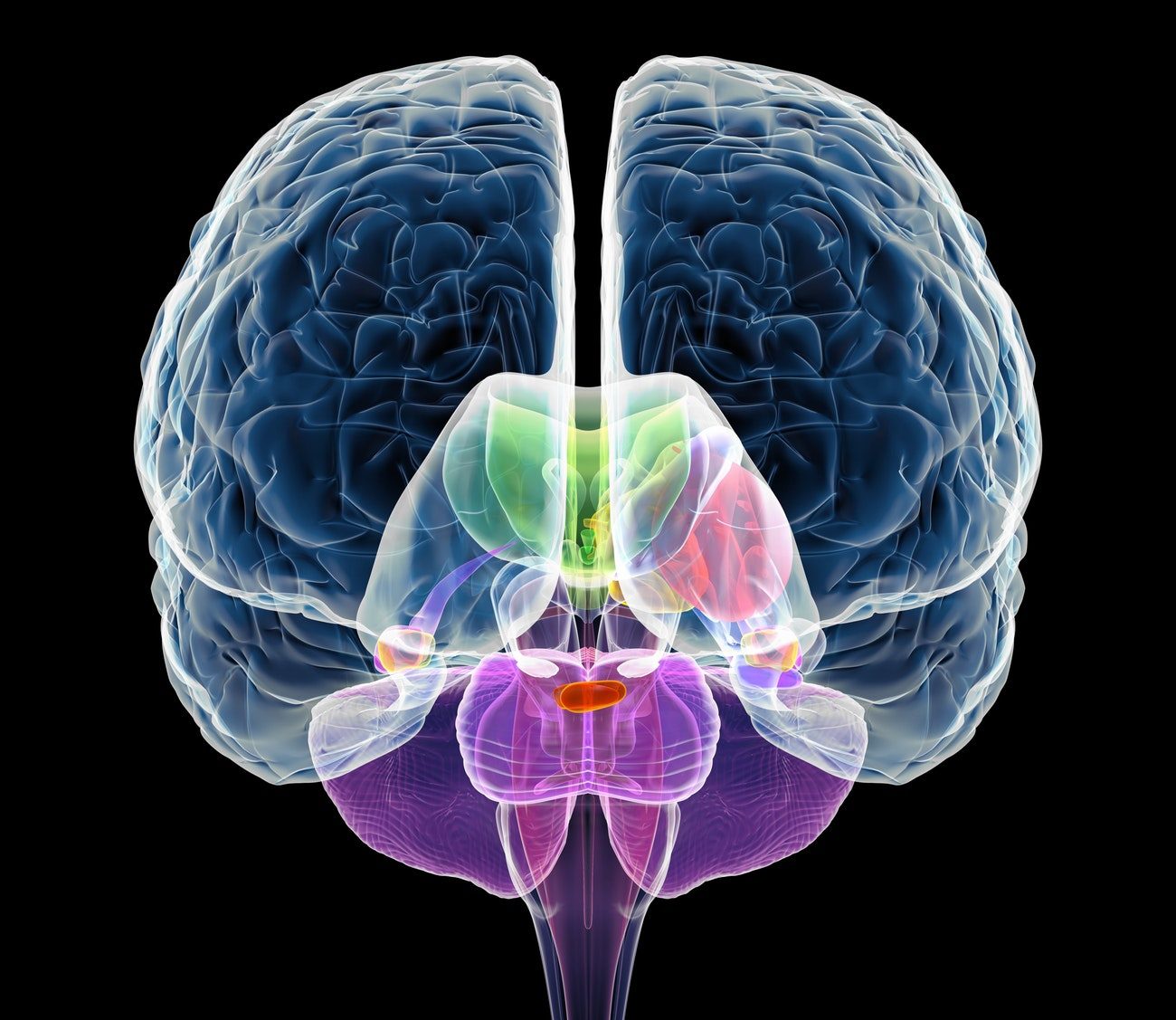 Click to enlarge Human Brain
